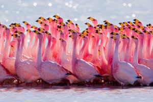 Carotene giving the flamingo it's characteristic pink hue