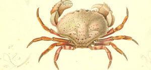 small plate crab dishes