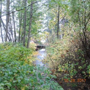 Chuckanut Drive Creek
