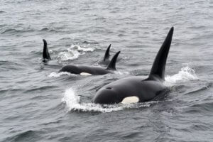 Take a whale watching tour