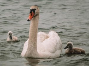 Enjoy bird diversity around Padilla Bay