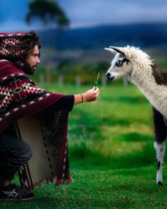 Feed alpacas on South Fork Farms